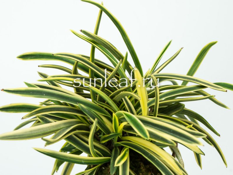 Неофинетия фальката СУРУГА ФУКУРИН 富貴蘭 駿河覆輪 Neofinetia Suruga Fukurin