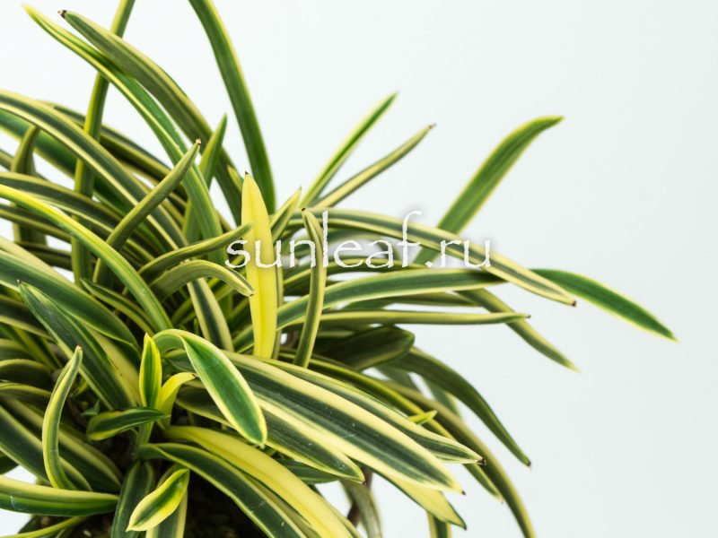 Неофинетия фальката СУРУГА ФУКУРИН 富貴蘭 駿河覆輪 Neofinetia Suruga Fukurin