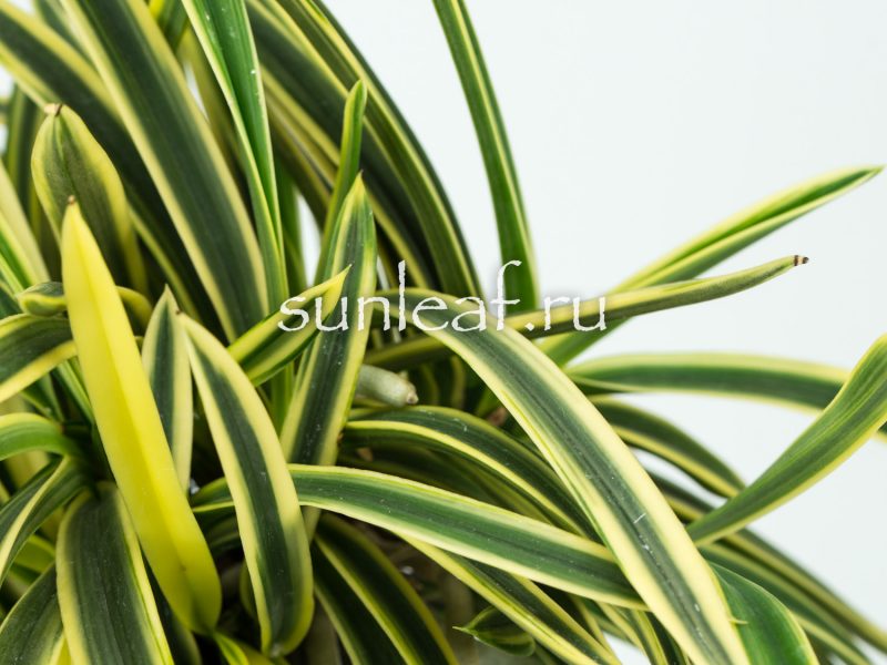 Неофинетия фальката СУРУГА ФУКУРИН 富貴蘭 駿河覆輪 Neofinetia Suruga Fukurin