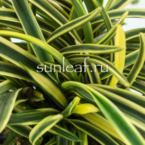 Неофинетия фальката СУРУГА ФУКУРИН 富貴蘭 駿河覆輪 Neofinetia Suruga Fukurin