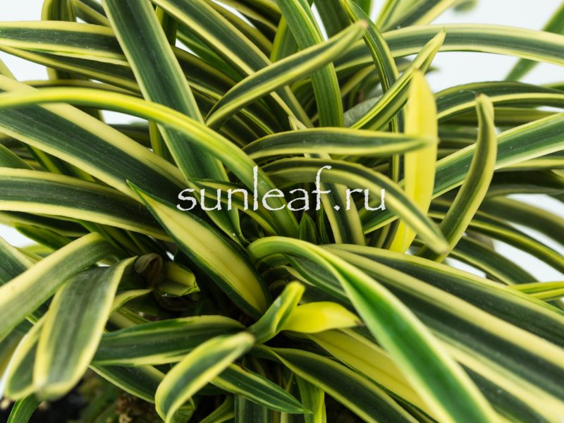 Неофинетия фальката СУРУГА ФУКУРИН 富貴蘭 駿河覆輪 Neofinetia Suruga Fukurin