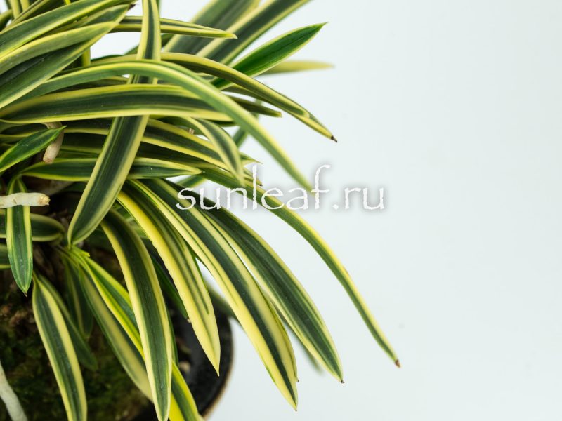 Неофинетия фальката СУРУГА ФУКУРИН 富貴蘭 駿河覆輪 Neofinetia Suruga Fukurin