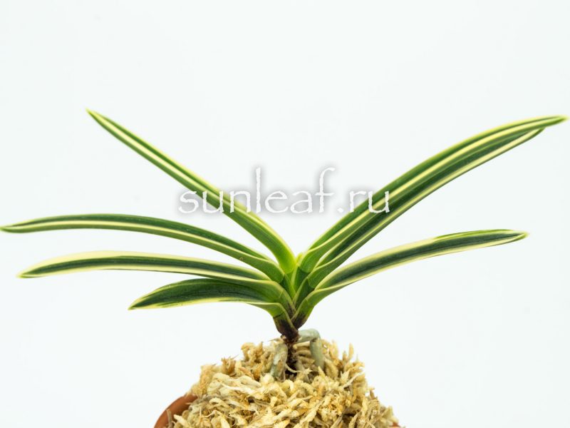 Неофинетия фальката СУРУГА ФУКУРИН 富貴蘭 駿河覆輪 Neofinetia Suruga Fukurin