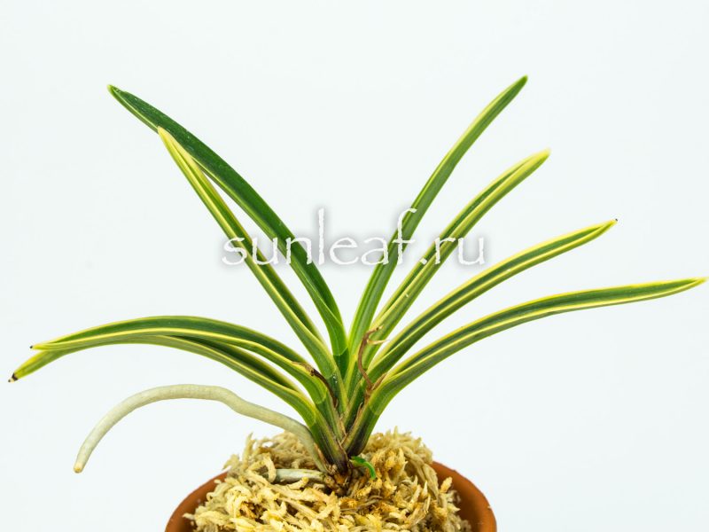 Неофинетия фальката СУРУГА ФУКУРИН 富貴蘭 駿河覆輪 Neofinetia Suruga Fukurin