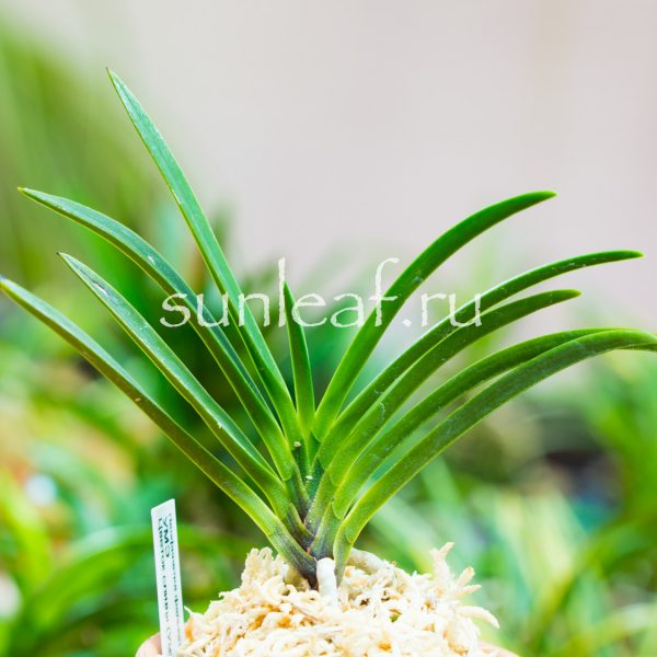 Неофинетия фальката УМЭ 富貴蘭 風蘭 梅 neofinetia falcata UME