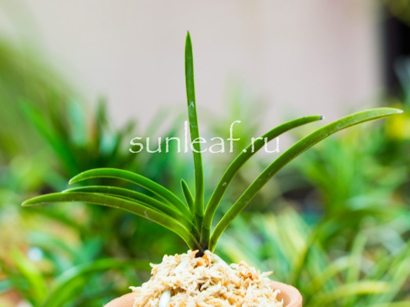 Неофинетия фальката УМЭ 富貴蘭 風蘭 梅 neofinetia falcata UME