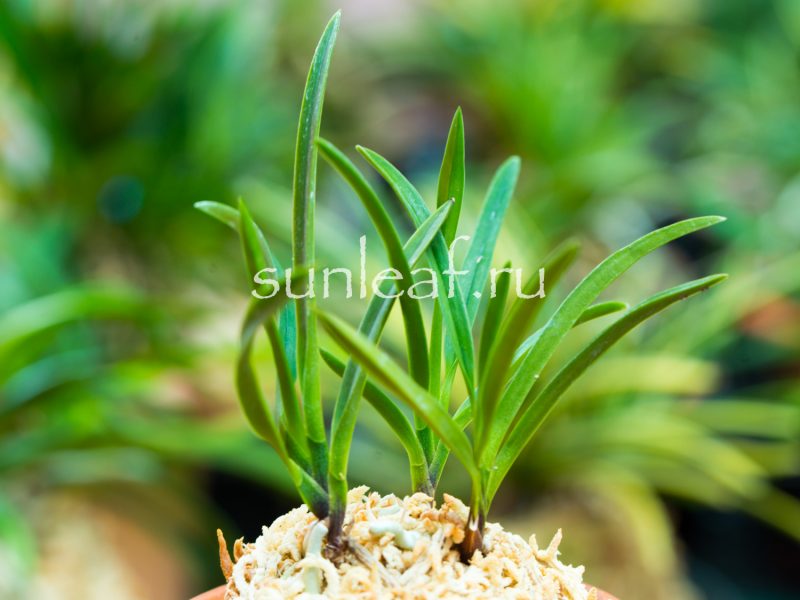 Неофинетия фальката УМЭ 富貴蘭 風蘭 梅 neofinetia falcata UME