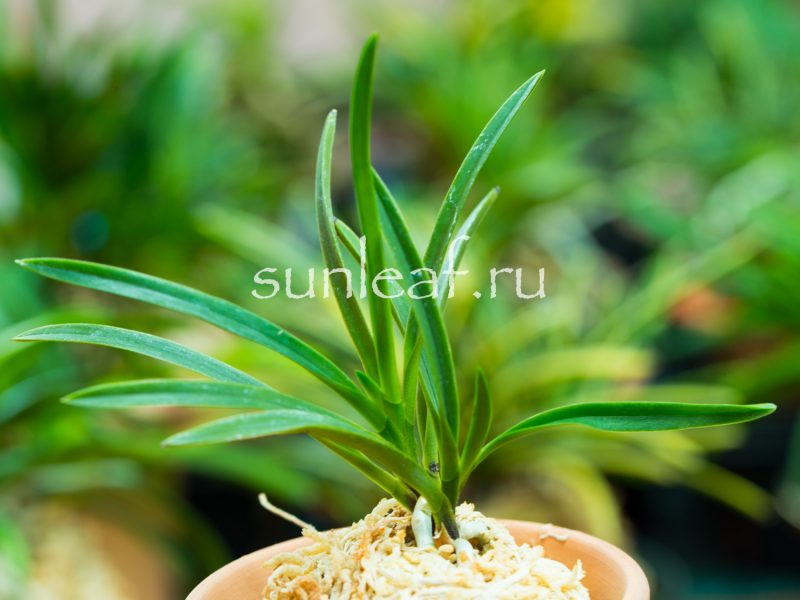 Неофинетия фальката УМЭ 富貴蘭 風蘭 梅 neofinetia falcata UME