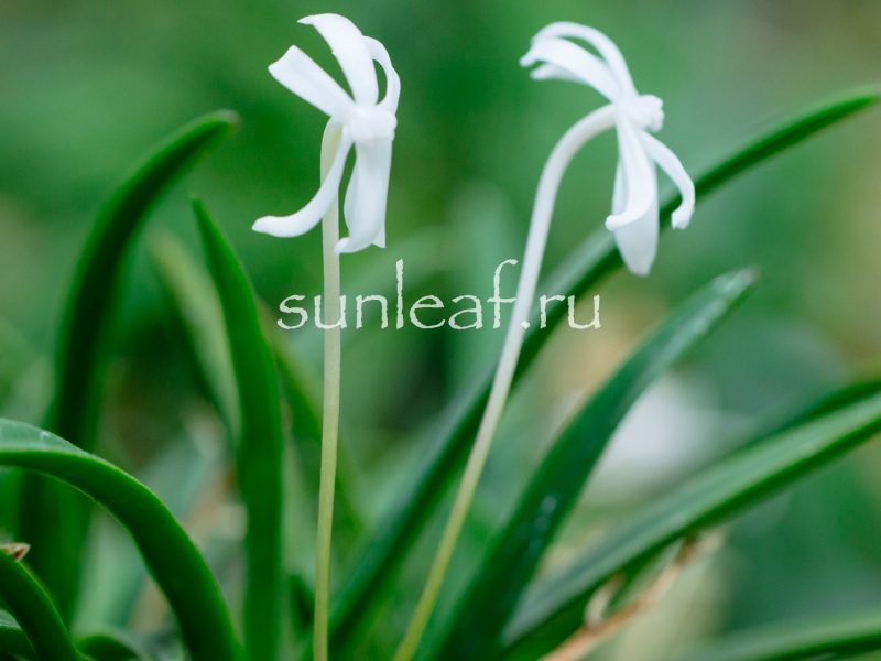 Неофинетия фальката УМЭ 富貴蘭 風蘭 梅 neofinetia falcata UME