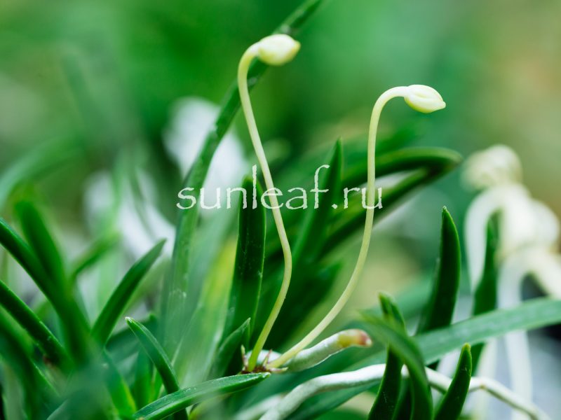 Неофинетия фальката УМЭ 富貴蘭 風蘭 梅 neofinetia falcata UME