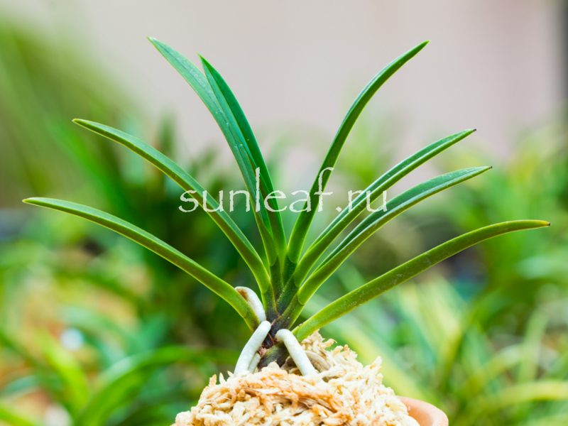 Неофинетия фальката УМЭ 富貴蘭 風蘭 梅 neofinetia falcata UME