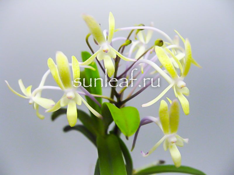 ЮХИМЭ 夕姫 neofinetia Yuhime