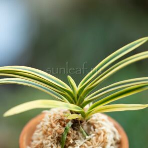 ФУКИДЭН 富貴殿 neofinetia Fukiden