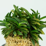 Неофинетия КИНКУДЗЯКУ 금공작 金孔雀 neofinetia Kinkujaku