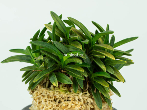 Неофинетия КИНКУДЗЯКУ 금공작 金孔雀 neofinetia Kinkujaku