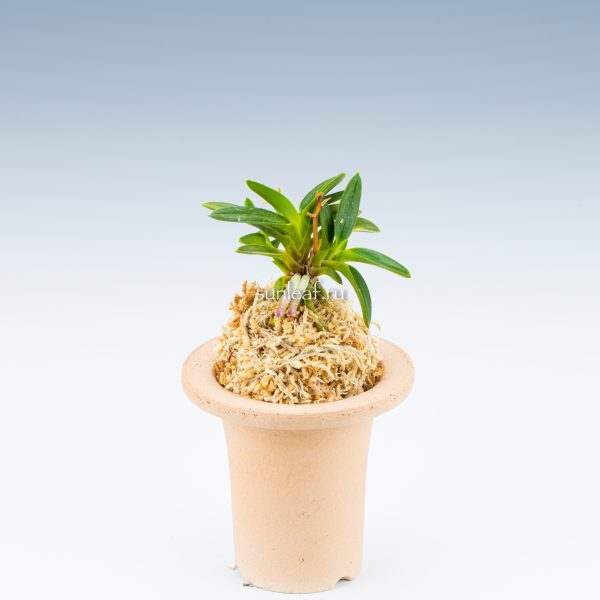 КИНКУДЗЯКУ 금공작 金孔雀 Kinkujaku fukiran 富貴蘭 фукиран