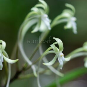 КИСЮ РЁКУ ФУ 기주녹풍 紀州緑風 neofinetia Kishuryokufu