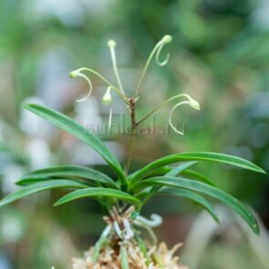 КИСЮ РЁКУ ФУ 기주녹풍 紀州緑風 neofinetia Kishuryokufu