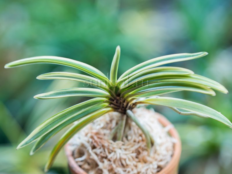 Неофинетия Нисидэмияко 西出都 neofinetia Nishidemiyako