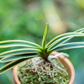 neofinetia-suruga-fukurin