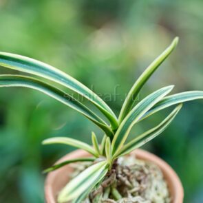 neofinetia-suruga-fukurin