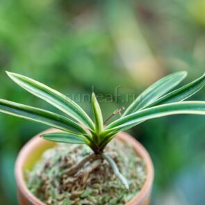 neofinetia-suruga-fukurin