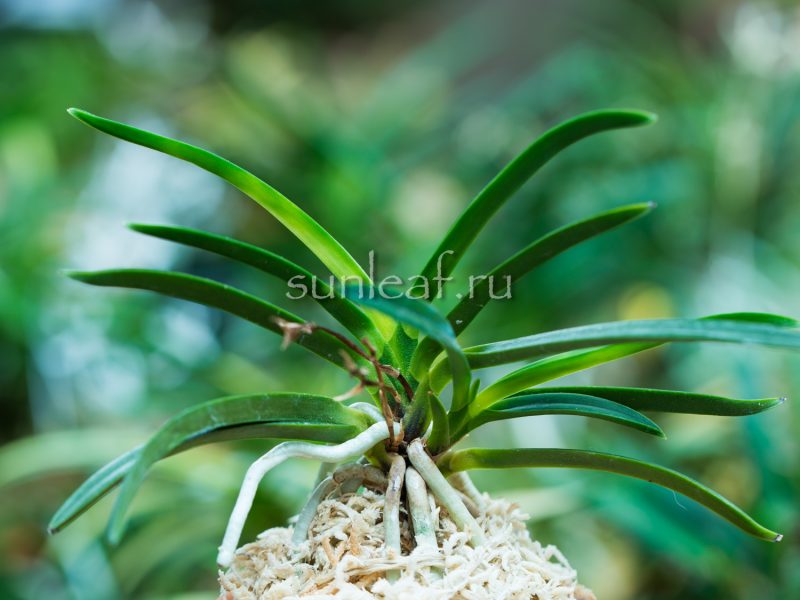 неофинетия ДЗУЙУН 瑞雲 neofinetia Zuiun