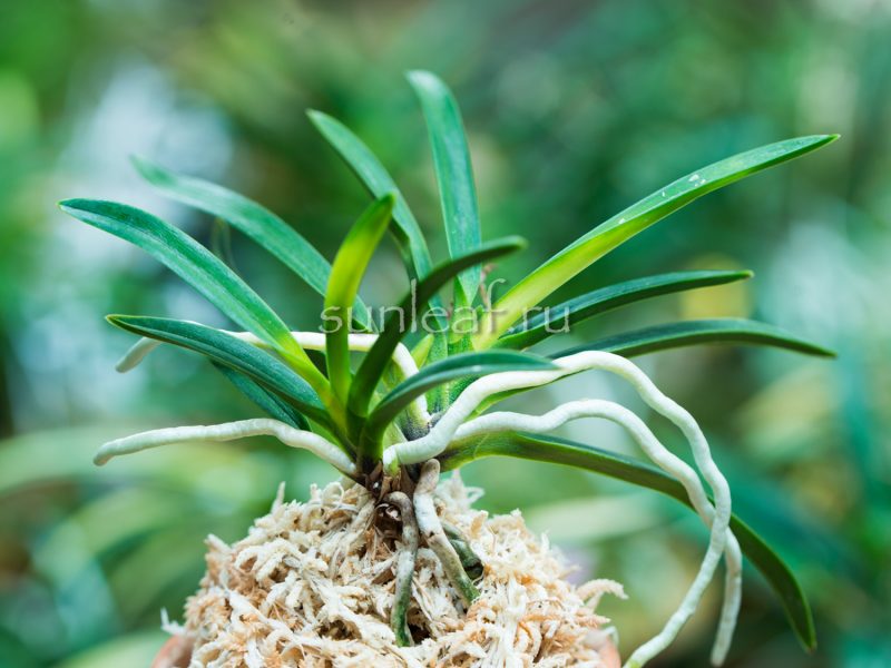 неофинетия ДЗУЙУН 瑞雲 neofinetia Zuiun