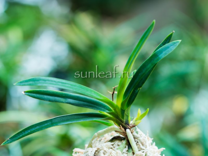 неофинетия ДЗУЙУН 瑞雲 neofinetia Zuiun