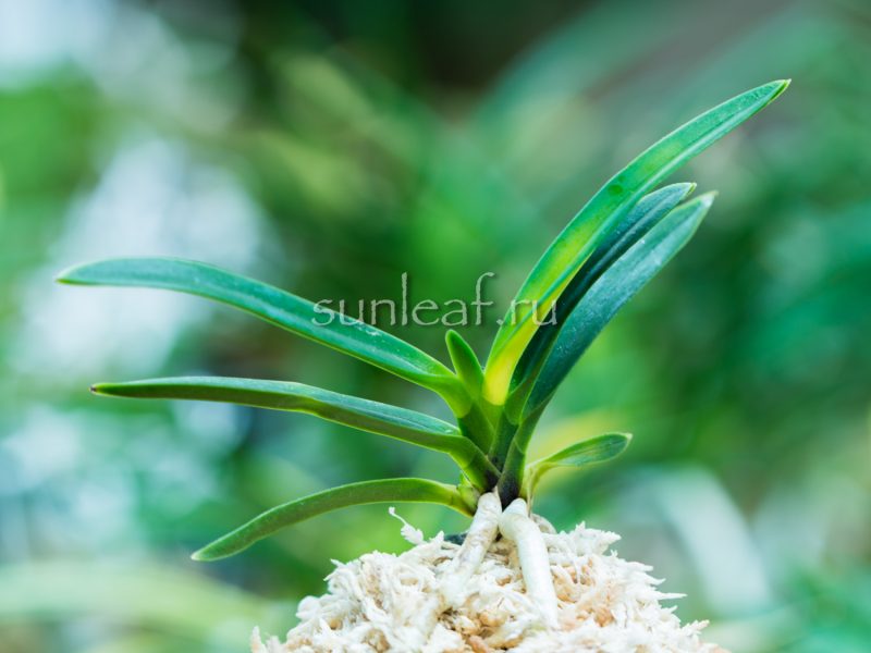 неофинетия ДЗУЙУН 瑞雲 neofinetia Zuiun