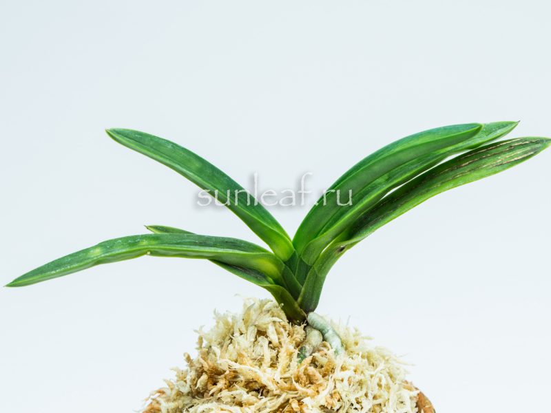 Неофинетия Аманогава 천지천 天之川 neofinetia Amanogawa