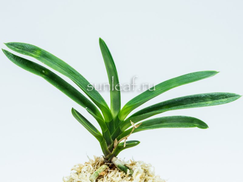 Неофинетия Аманогава 천지천 天之川 neofinetia Amanogawa