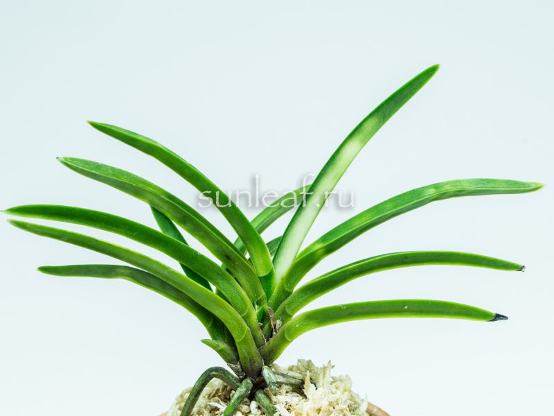 Неофинетия Аманогава 천지천 天之川 neofinetia Amanogawa