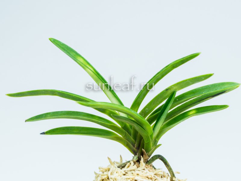 Неофинетия Аманогава 천지천 天之川 neofinetia Amanogawa