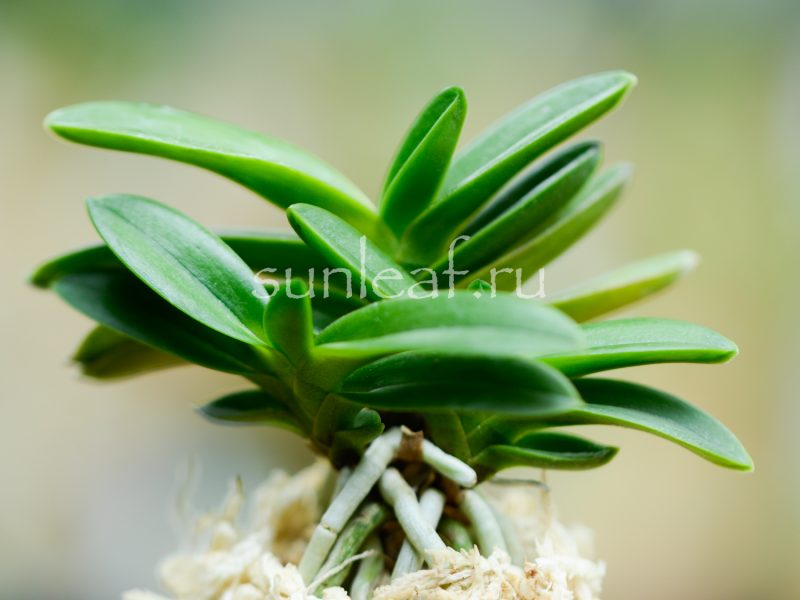 neofinetia-falcata-Tamakongo-2