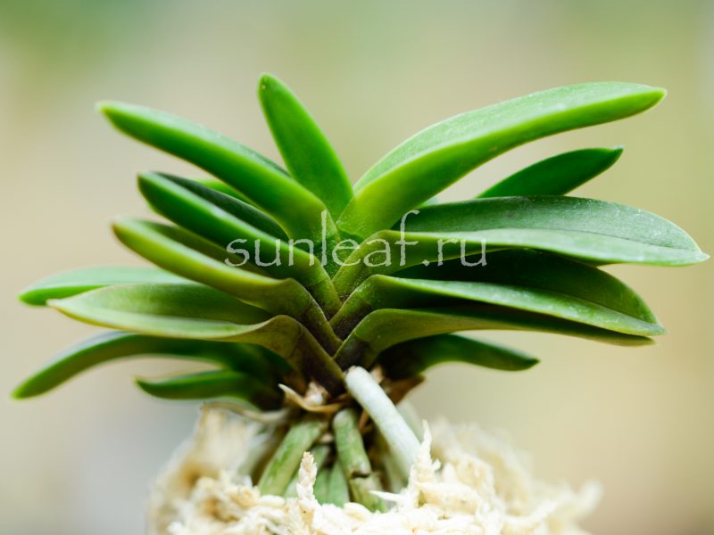 neofinetia-falcata-Tamakongo-3