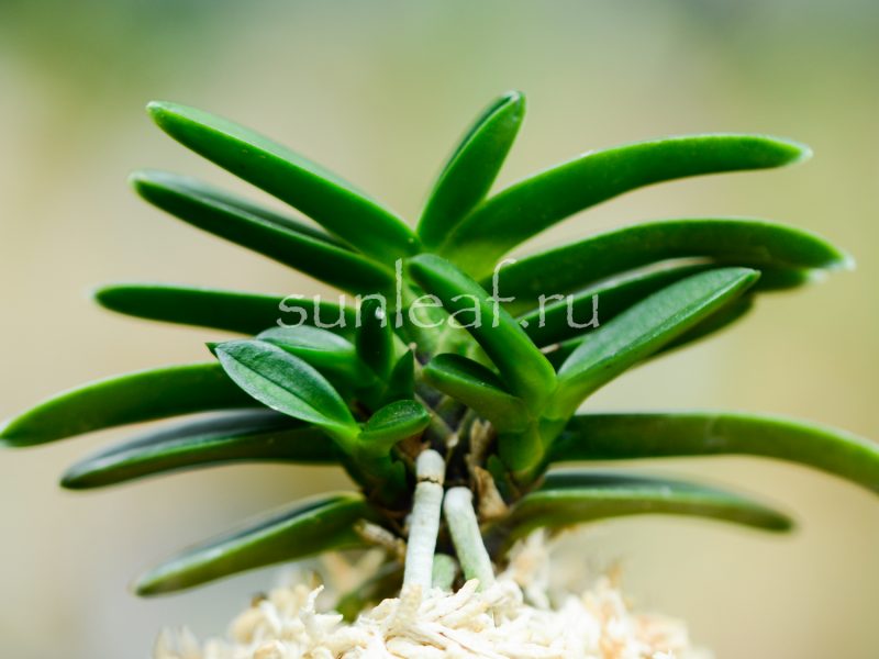 neofinetia-falcata-Tamakongo-4
