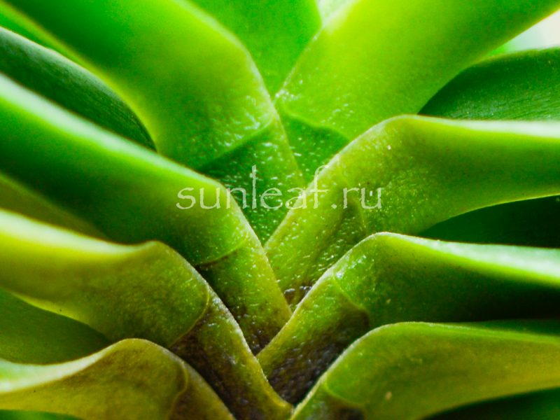 neofinetia-falcata-Tamakongo-6