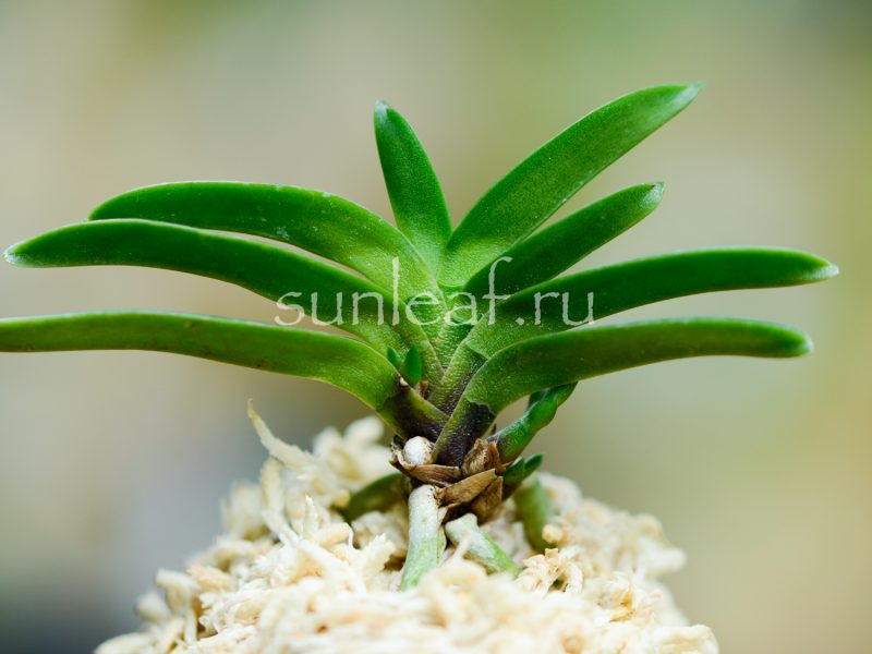 neofinetia-falcata-Tamakongo