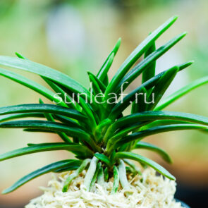 neofinetia falcata Yoroidoshi 富貴蘭 鎧通