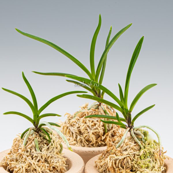 неофинетия МАНЗЮСЯГЭ 삼각산 曼珠沙華 neofinetia Manjushage