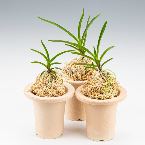 неофинетия МАНЗЮСЯГЭ 삼각산 曼珠沙華 neofinetia Manjushage