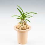 неофинетия МАНЗЮСЯГЭ 삼각산 曼珠沙華 neofinetia Manjushage
