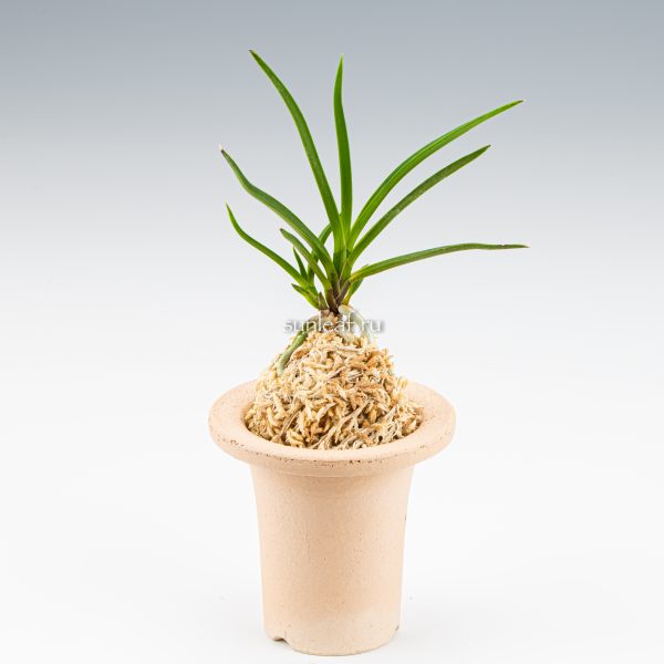 неофинетия МАНЗЮСЯГЭ 삼각산 曼珠沙華 neofinetia Manjushage