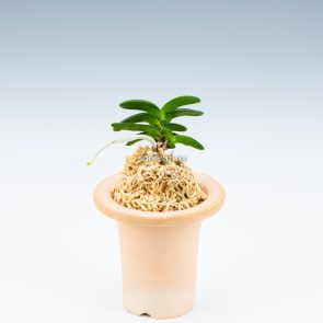 РАКУДЗАН 요산 楽山 neofinetia Rakuzan