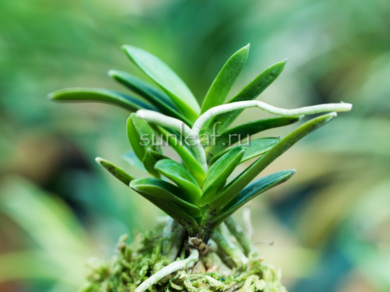 neofinetia-tamakongo