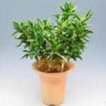 Неофинетия Амами Сиси 奄美獅子 엄미사자 neofinetia Amami Jishi