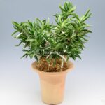 neofinetia-amami-jishi