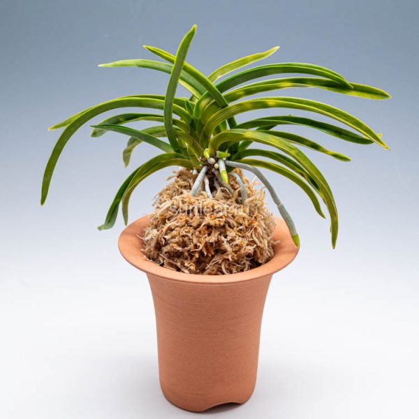 ДЗИЦУГЕККО 일월광 日月光 neofinetia Jitsugekko