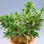 Неофинетия Амами Сиси 奄美獅子 엄미사자 neofinetia Amami Jishi